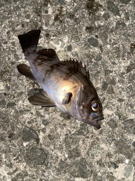 釣れたら楽しいね